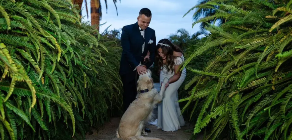 Tu perro en tu boda